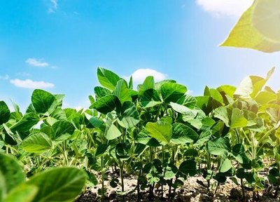 辽宁盛产的主要农作物及其种植特点