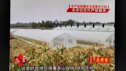 邱老汉的高山菜与绿色生态种植园