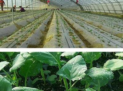 垄奢汇生态基地 天然有机土壤孕育的绿色希望