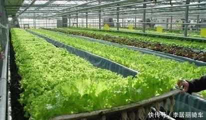 农业增收新思路 种植户如何避开产能过剩，把握三大稳收入风险策略