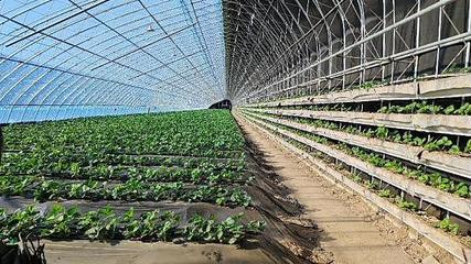 【2024收官答卷】通辽市科尔沁区 统筹推进“大农业观”和“大食物观”农作物种植